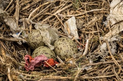 Nidos Con Objetos De Pl&aacute;sticos Rodeando La Puesta De Huevos. Europa Press