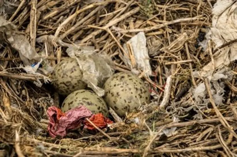 Nidos Con Objetos De Plásticos Rodeando La Puesta De Huevos. Europa Press