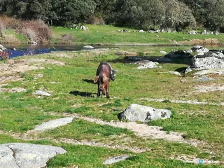 Porcino Ibérico Ledesma