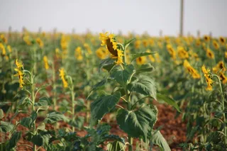 Campo de girasoles | S24H
