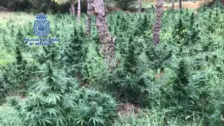 Marihuana policia nacional
