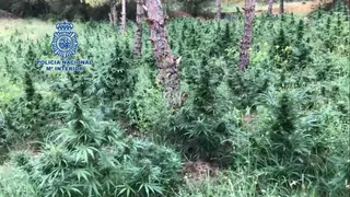 Marihuana policia nacional