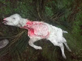 Un ternero de San Felices de los Gallegos, nueva víctima del lobo en Salamanca