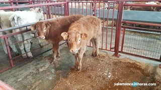 Mercado de vacuno Salamanca