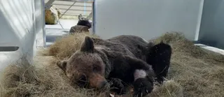Oso