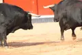 Imagen de archivo del desenjaule en la plaza de toros La Glorieta | Juanes