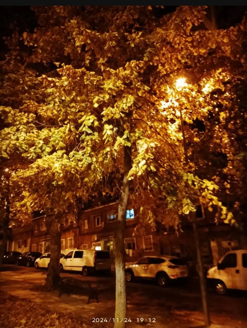 Quejas entre los vecinos de la calle Castañar por no podar los árboles que atascan canalones y provocan humedades