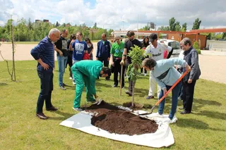 ARBOL (7)co