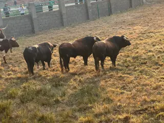 Encierro a caballo con reses de Valdeflores en Aldeadávila de la Ribera | Salamanca24horas