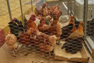 Imagen de archivo de gallinas confinadas | Europa Press