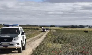 Res brava fugada en Morales del Vino. Guardia Civil