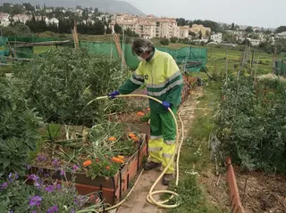 Un operario mantiene un huerto urbano.