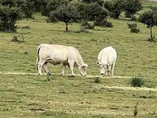 Vacas pasando en Salamanca. Foto de archivo