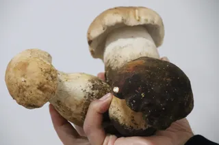 Boletus