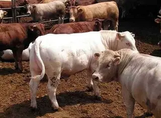 ASAJA exige a la Junta que no cierre la Unidad Veterinaria Comarcal