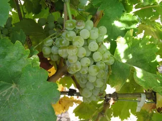 Racimo de uvas. Foto de archivo