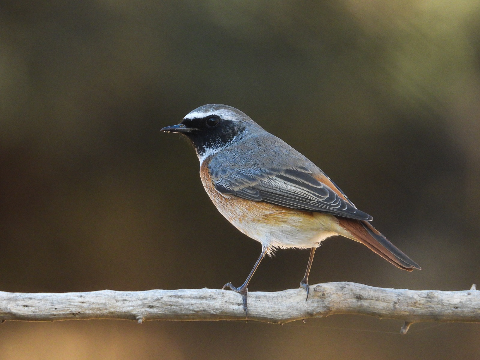 Colirrojo Tiz&oacute;n (phoenicurus Phoenicurus) | Imagen Sonia Castellano de Arriba