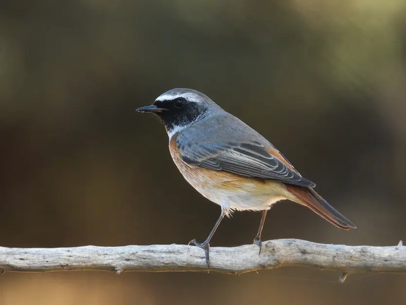 Colirrojo Tizón (phoenicurus Phoenicurus) | Imagen Sonia Castellano de Arriba