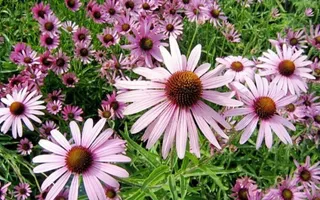 230 plantas medicinales mas efectivas y sus usos equinácea planta. Foto de archivo