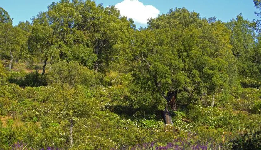 Alcornocal, jaras en flor,