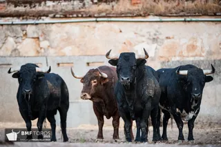 De 'Filósofo' a 'Volador': los toros García y Olga Jiménez para el regreso de Morante a La Glorieta con Ismael Martín y Marco Pérez | Comunicación Empresa BMF