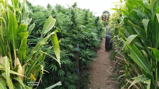 Más de 200 plantas de marihuana fueron incautadas en el último mes en Salamanca