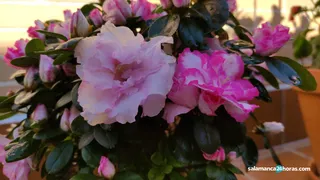 La primavera comienza este sábado a las 10:37 y tendrá una duración de 92 días y 18 horas
