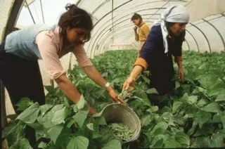 Aprobadas las directrices para promocionar a la mujer en el sector agrario