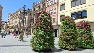Torres florales en la plaza del Liceo | Ayto Salamanca