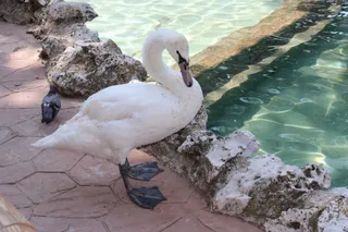 El nuevo cisne hembra en el Parque de La Alamedilla