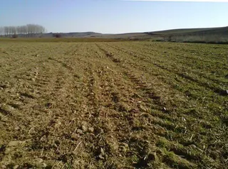 Sequía en el campo