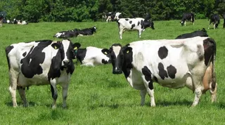 La Alianza denuncia que tan sólo el 18 % de los ganaderos de leche de la región se podrá acoger a las ayudas ministeriales