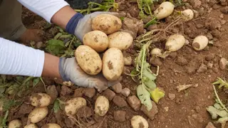 Cultivo de patatas. Foto EP