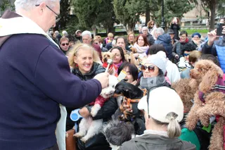San Antón, bendición de animales 2024. Foto S24H (64)