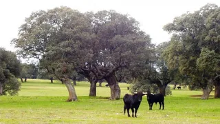 Dehesa