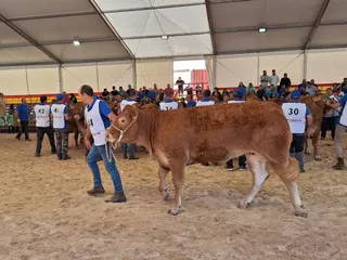 Concursos morfológicos charolés y limusín