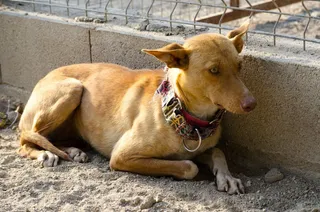 Adoptar un animal requiere responsabilidad
