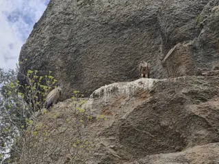 Buitres en una roca. Foto Anass Alvárez