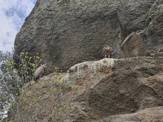 Buitres en una roca. Foto Anass Alvárez