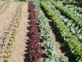 Los cinco errores que hacen que las plantas del huerto se sequen en agosto en Salamanca y cómo evitarlos