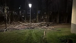 Ramas de un árbol caídas por el viento