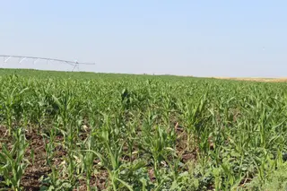 Un campo de maíz
