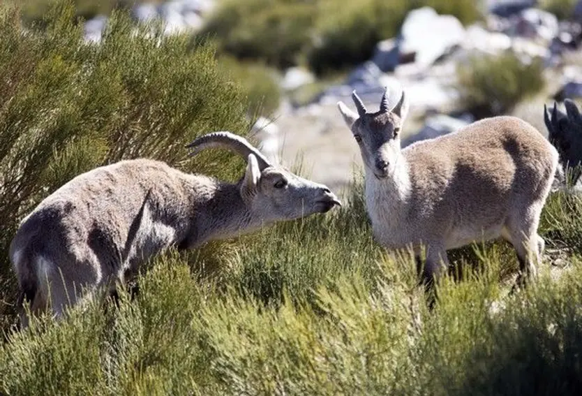 Macho y hembra de cabra montés en la reserva de caza de Las Batuecas | David Arranz-ICAL