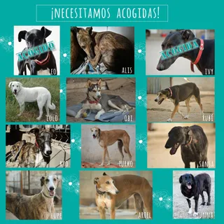 Peludos que necesitan una acogida