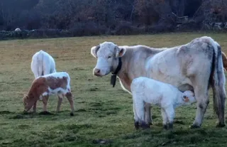 Vacas en el campo. Archivo. S24H