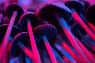 Psicodélicos