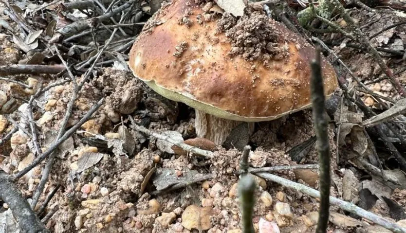 Boletus (2)