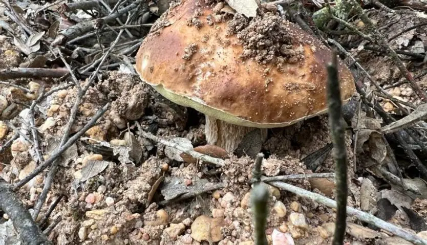 Boletus (2)