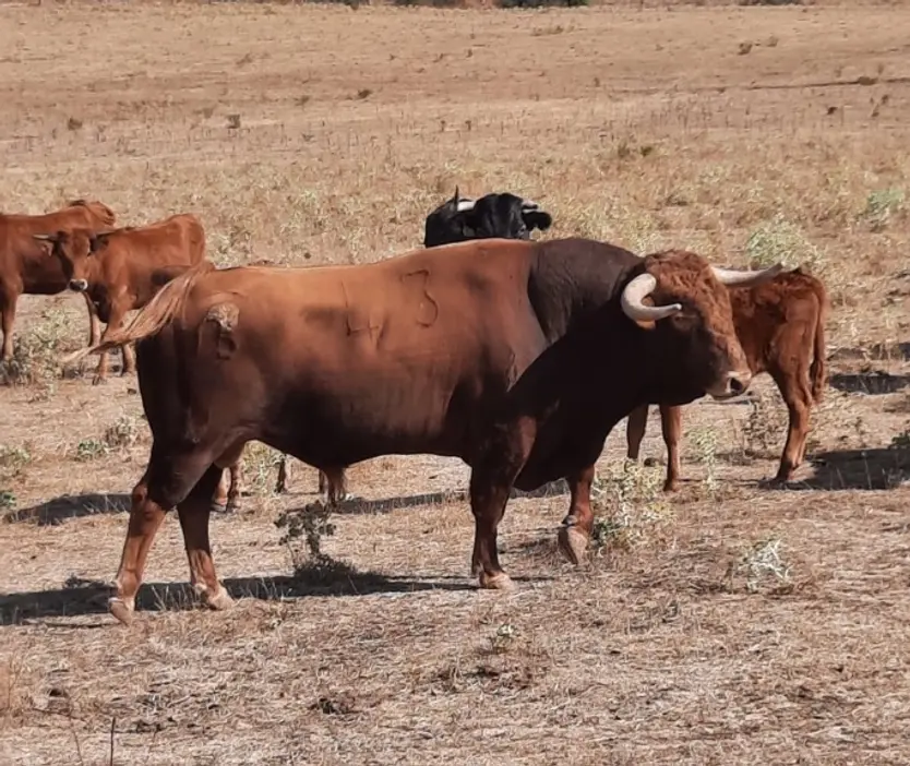 Imágenes De Un Lote De Vacas Con Un Semental De La Ganadería De Antonio Bañuelos | Foto Toros Bañuelos