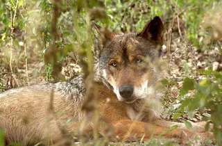 Lobo